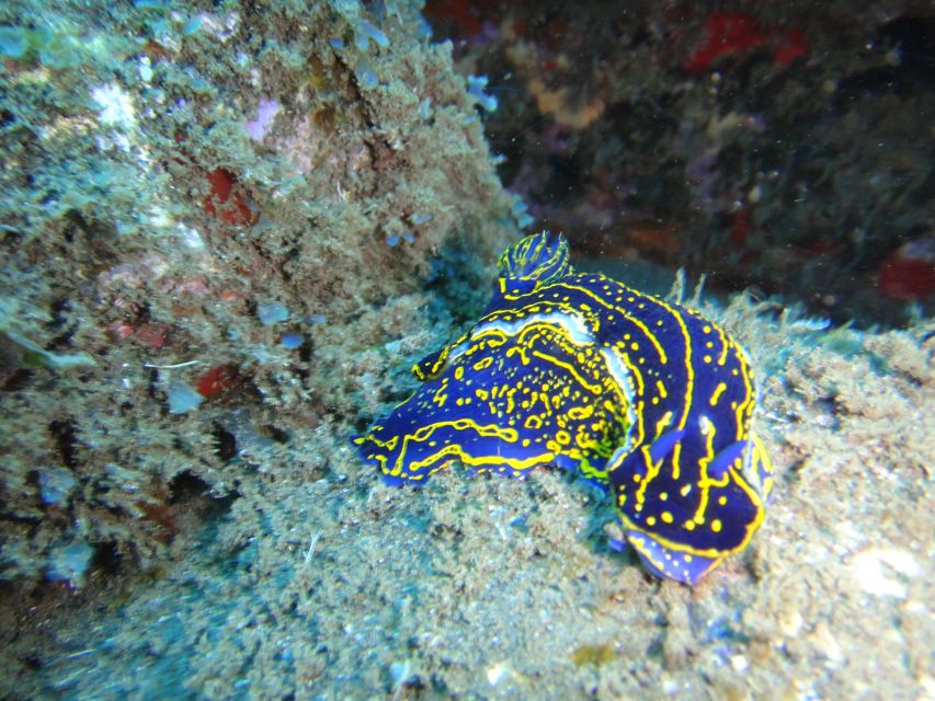 Funchal: Certified Scuba Diving, Guided Tour - Gear, comfort, and why the hot shower matters