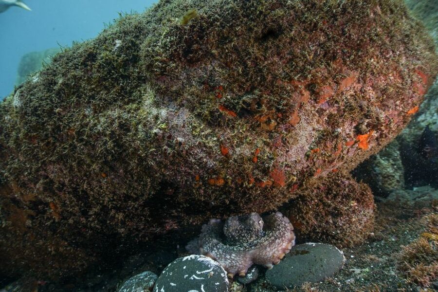 Funchal: Certified Scuba Diving, Guided Tour - Eco Park Funchal: the marine protected area feel