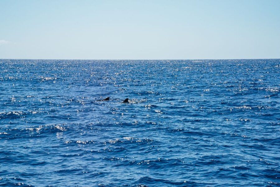 Funchal: Dolphin and Whale Watching by Luxury Catamaran - Boarding in Funchal, finding Pier 8 and the Magic Dolphin catamarans