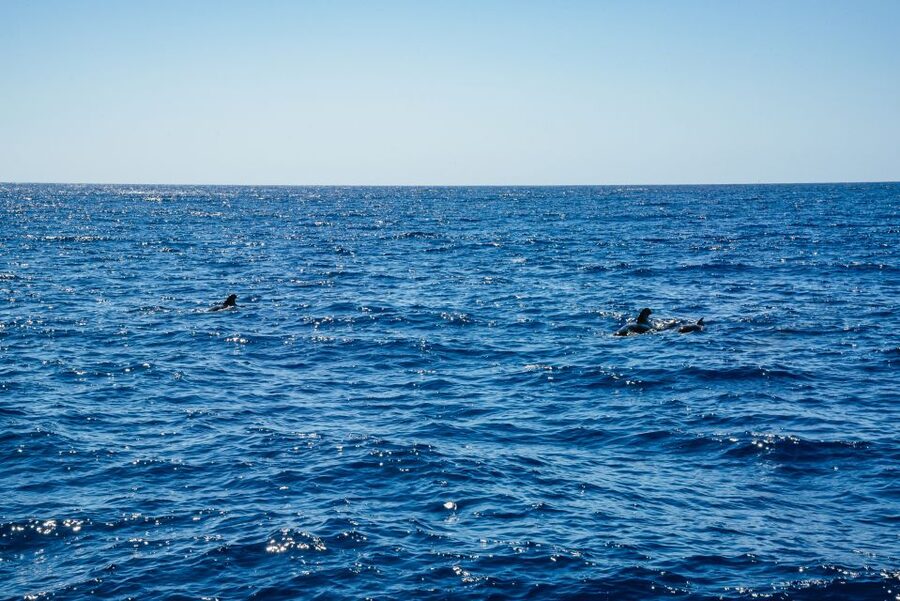 Funchal: Dolphin and Whale Watching by Luxury Catamaran - The crew experience: science talk, but in a human way