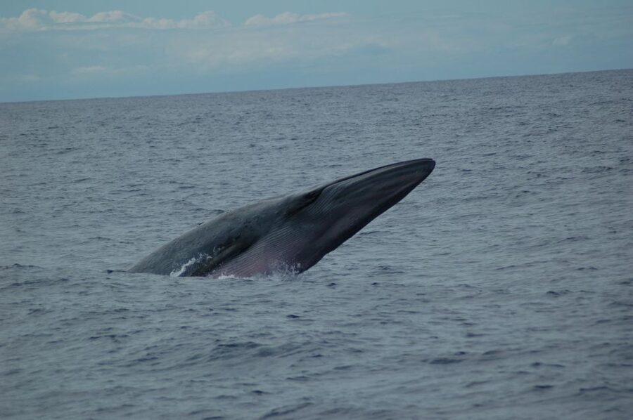 Funchal: Dolphin and Whale Watching Catamaran Cruise - Key things that make this catamaran cruise worth your time