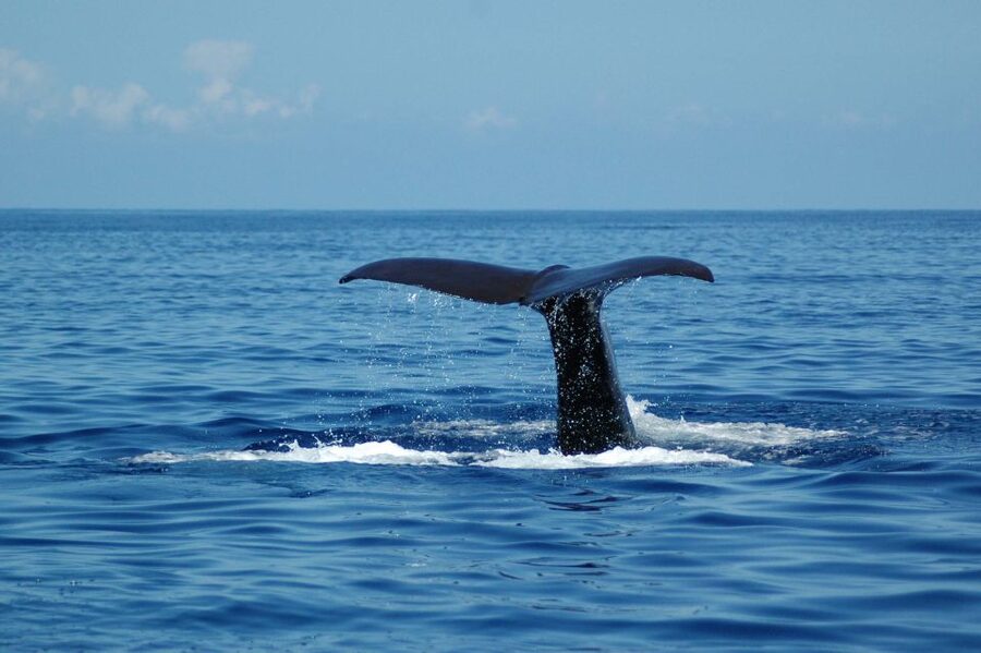 Funchal: Dolphin and Whale Watching Catamaran Cruise - Price and value: is $41 per person a smart buy?
