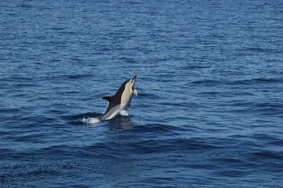 Funchal: Dolphin and Whale Watching Catamaran Cruise - Why the Cabo Girão area is the star of this Funchal cruise