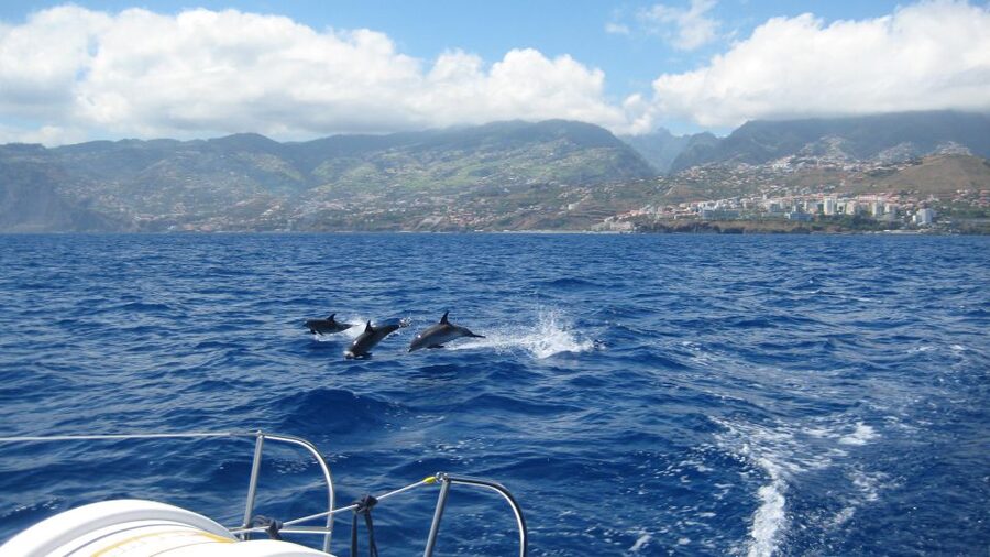 Funchal: Dolphin and Whale Watching Catamaran Cruise - Boarding in Funchal Marina: what the first hour actually feels like