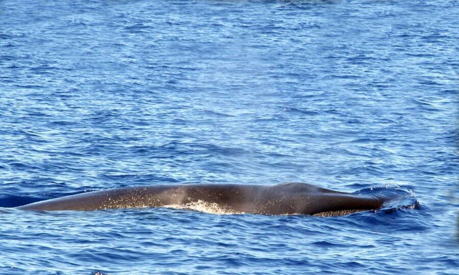 Funchal: Dolphin and Whale Watching Cruise - The practical logistics that make or break the day