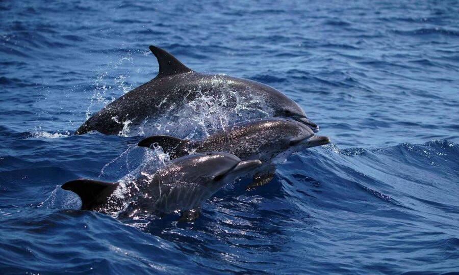 Funchal: Dolphin and Whale Watching Cruise - How the search works, spotters to spot-ups offshore