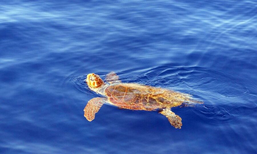 Funchal: Dolphin and Whale Watching Cruise - What you are really aiming to see on Madeira’s ocean