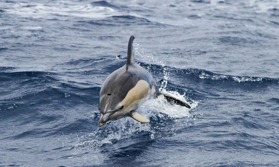 Funchal: Dolphin and Whale Watching Cruise - The timing and how the 2 hours usually feel