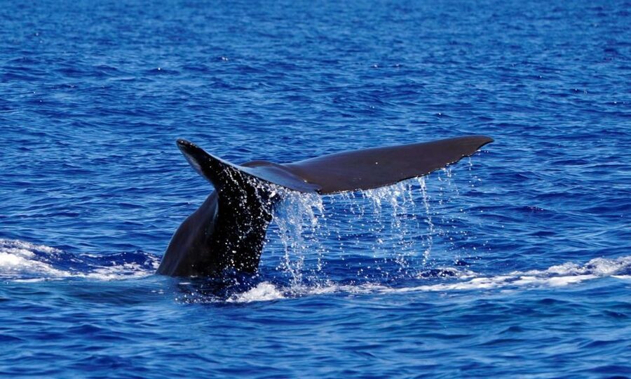 Funchal: Dolphin and Whale Watching Cruise - Wildlife respect: why the close approach is still about restraint