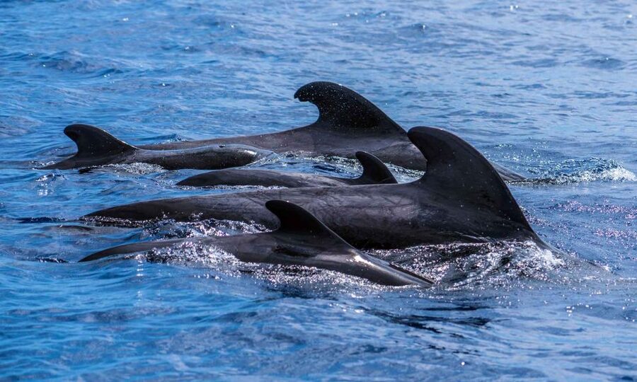 Funchal: Dolphin and Whale Watching Cruise - What it’s like when the sea gets rough
