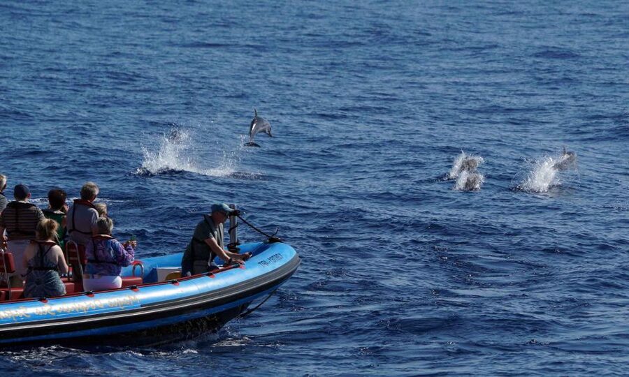 Funchal: Dolphin and Whale Watching Cruise - Price and value: why $58 can feel fair on the water