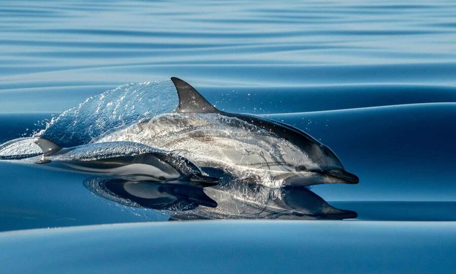Funchal: Dolphin and Whale Watching Cruise - The boat experience: rebuilt for comfort and 360 views