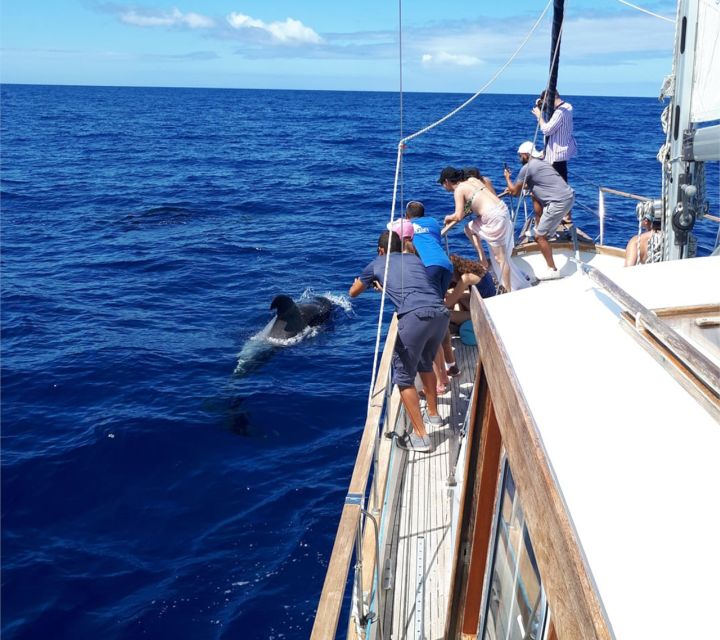 Funchal: Dolphin and Whale Watching Sailing Trip - How to Choose Your Best Departure Window (Without Overthinking It)