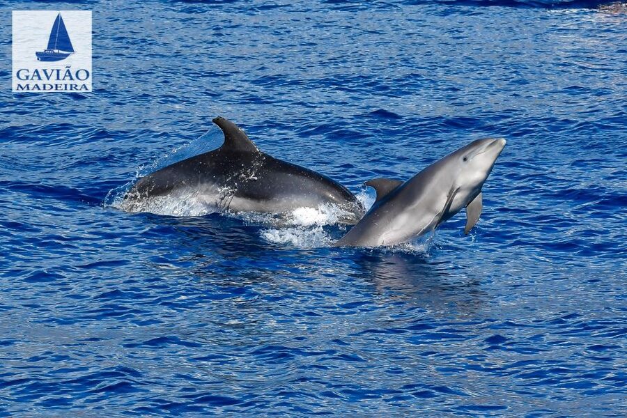 Funchal: Dolphin and Whale Watching Sailing Trip - Cabo Girão Swim and Snorkeling: The Best Reason to Bring a Towel