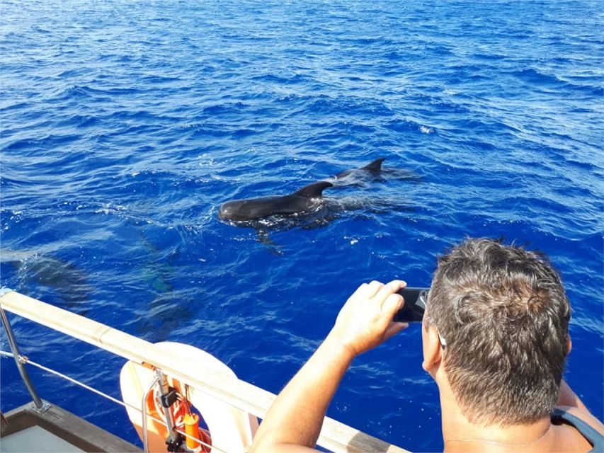 Funchal: Dolphin and Whale Watching Sailing Trip - The Boat Experience: Small Yacht Comfort, Drinks, and Crew Humor