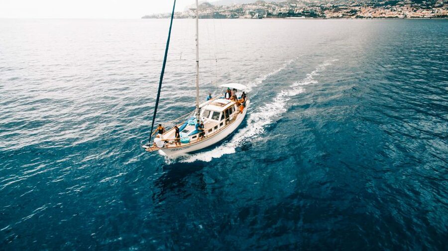 Funchal: Dolphin and Whale Watching Sunset Sailing Tour - Price and Value: Why About $63 Can Make Sense Here