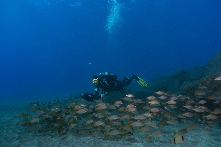 Funchal: DPV- Scooter Dive Adventure - Surface, Exit, Rinse Off, and Get Logbook Stamps