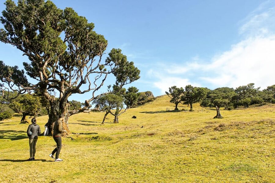 Funchal: Enchanted Terraces, Porto do Moniz & Fanal 4WD Tour - Price and logistics: what you get for $74