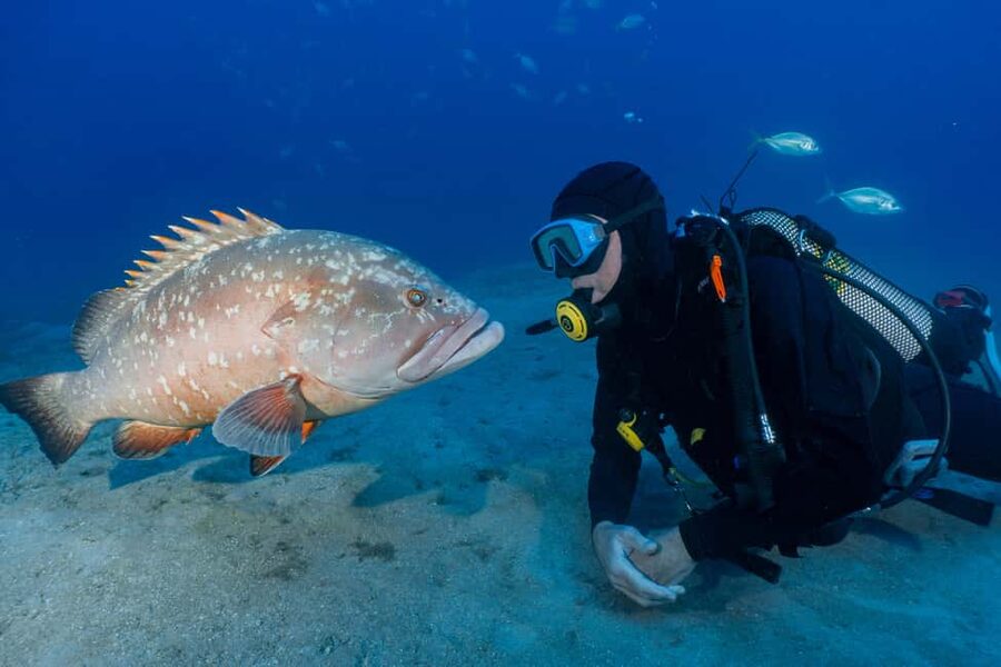 Funchal: Garajau national park - certified divers - Key highlights you should care about
