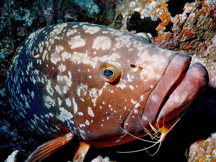 Funchal: Garajau national park - certified divers - Meeting at Pestana Carlton: start point that actually makes sense
