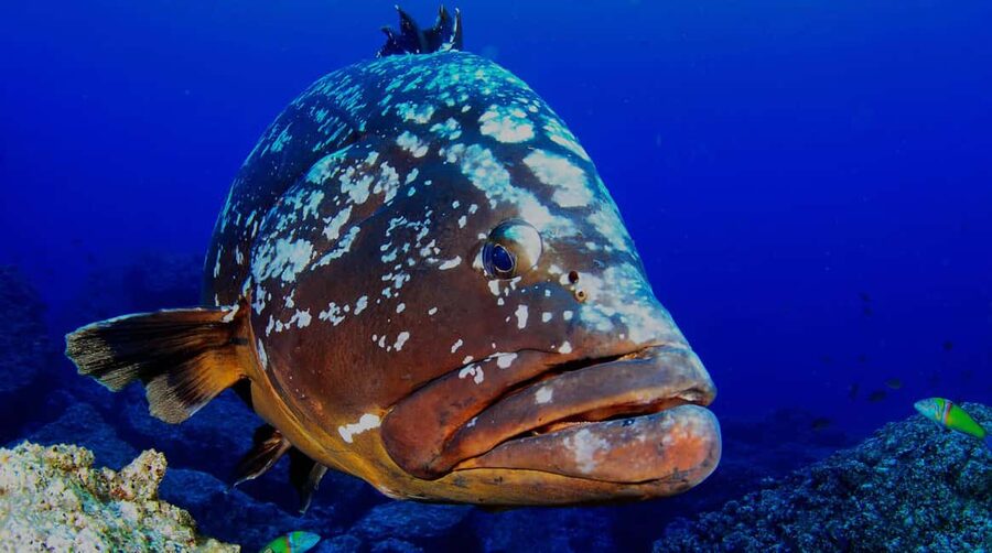 Funchal: Garajau national park - certified divers - Praia do Garajau: the underwater focus, fish first, stress last