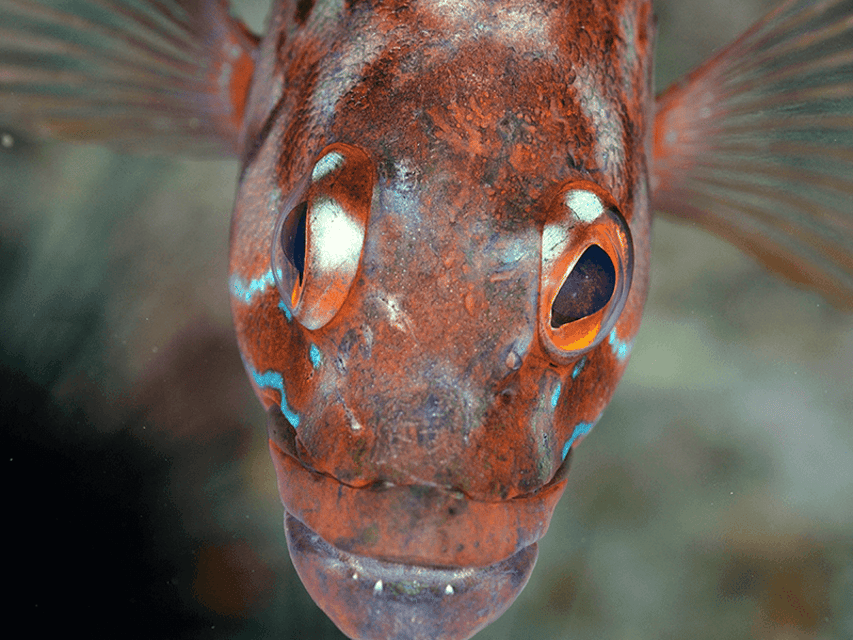 Funchal: Garajau national park - certified divers - Cameras, torches, and what to bring so you enjoy it more