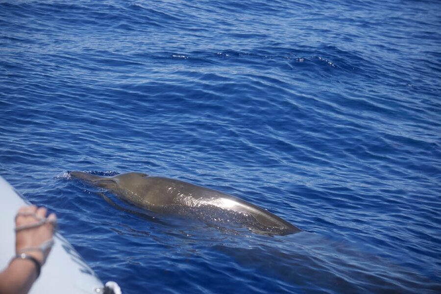 Funchal: Guarantee Wild Dolphin&Whale Watching by RIB - Key things to know before you go