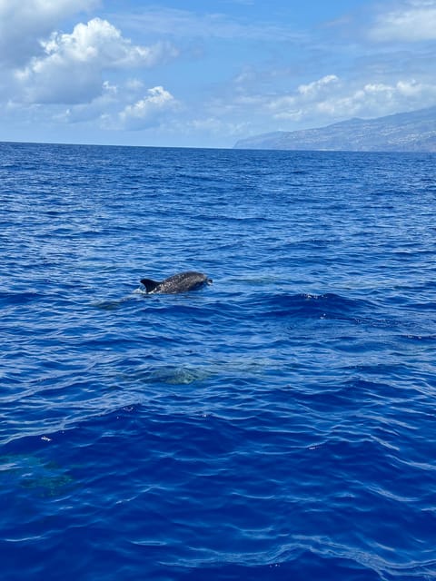 Funchal: Guarantee Wild Dolphin&Whale Watching by RIB - Guides, skill, and respect for animals