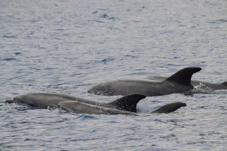 Funchal: Guarantee Wild Dolphin&Whale Watching by RIB - Leaving Funchal, getting the sea views first