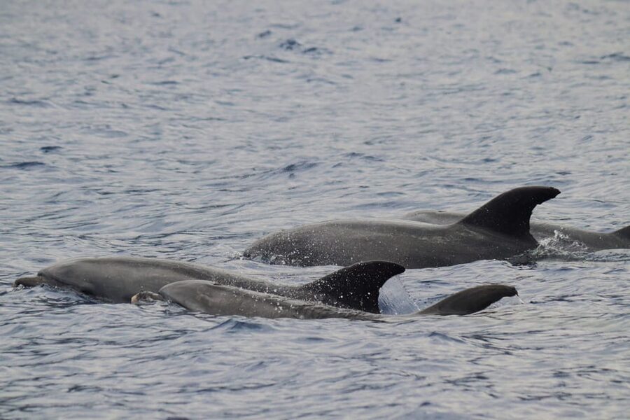 Funchal: Guarantee Wild Dolphin&Whale Watching by RIB - Wildlife sightings you can hope for, and what counts as success