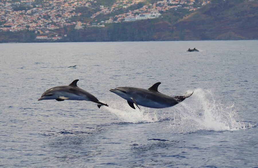 Funchal: Guarantee Wild Dolphin&Whale Watching by RIB - The “small boat” factor, and why it changes your whole perspective