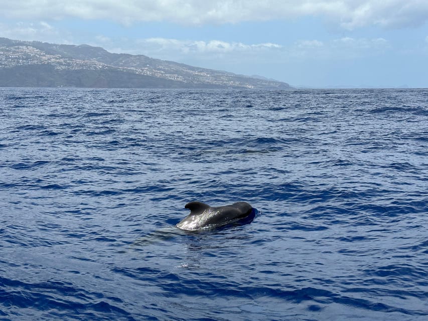 Funchal: Guarantee Wild Dolphin&Whale Watching by RIB - Cabo Girao Cliff: the scenic payoff between ocean time and drop-off