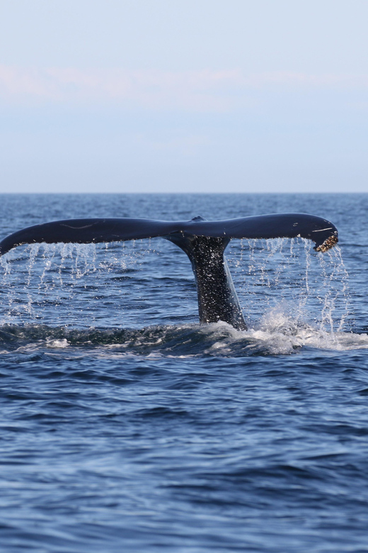 Funchal: Guarantee Wild Dolphin&Whale Watching by RIB - Swim with dolphins add-on: how it works, what it costs, and the rules