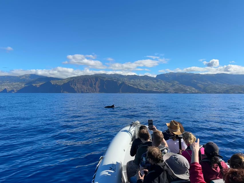 Funchal: Guarantee Wild Dolphin&Whale Watching by RIB - Price and value: what you’re paying for, and what changes your final cost