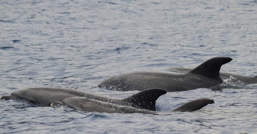 Funchal: Guarantee Wild Dolphin&Whale Watching by RIB - How dolphin and whale spotting really works on this kind of trip