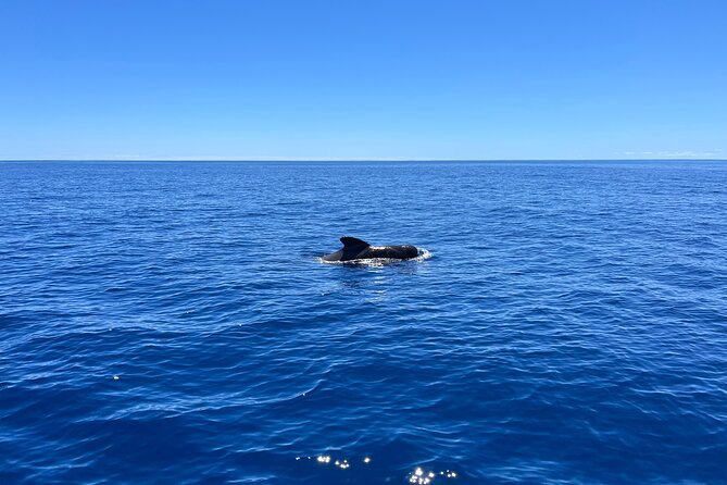 Funchal: Half and Full Day Private Sailboat Tour - Snorkeling, swimming, and sunbathing in mild Atlantic water