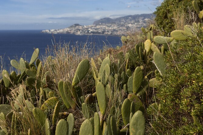 Funchal highlights 5h Private Tour in Madeira - Stop 4, Cabo Girão skywalk: the paid highlight