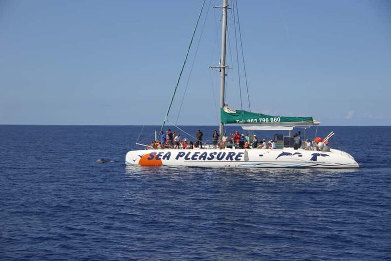 Funchal:Hop-on Hop-off Bus & Whale & Dolphin boat Excursion - Who this tour fits best