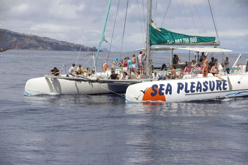 Funchal:Hop-on Hop-off Bus & Whale & Dolphin boat Excursion - A practical 2-day plan in Funchal, with bus time and ocean time