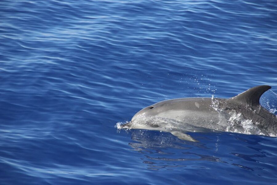 Funchal:Hop-on Hop-off Bus & Whale & Dolphin boat Excursion - Audio guide, languages, and why it changes the feel of the day