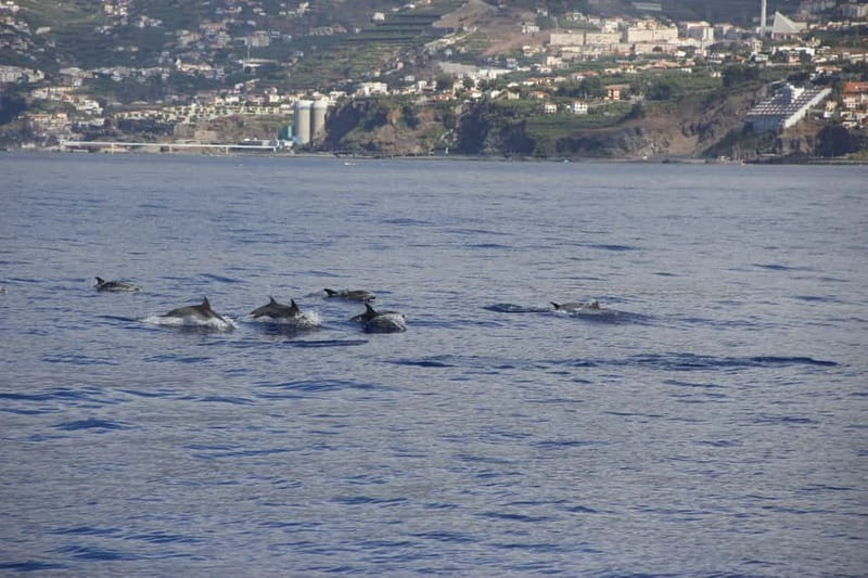 Funchal:Hop-on Hop-off Bus & Whale & Dolphin boat Excursion - The free extras: wine and embroidery are not filler