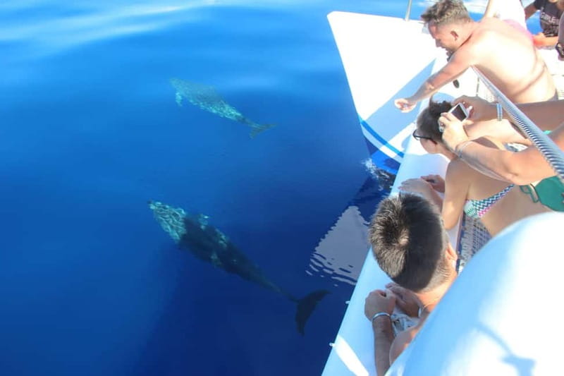 Funchal:Hop-on Hop-off Bus & Whale & Dolphin boat Excursion - Timing advice for a smoother day