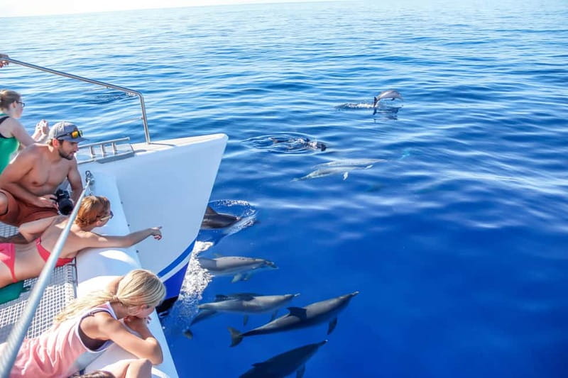 Funchal:Hop-on Hop-off Bus & Whale & Dolphin boat Excursion - Price and what you’re really paying for