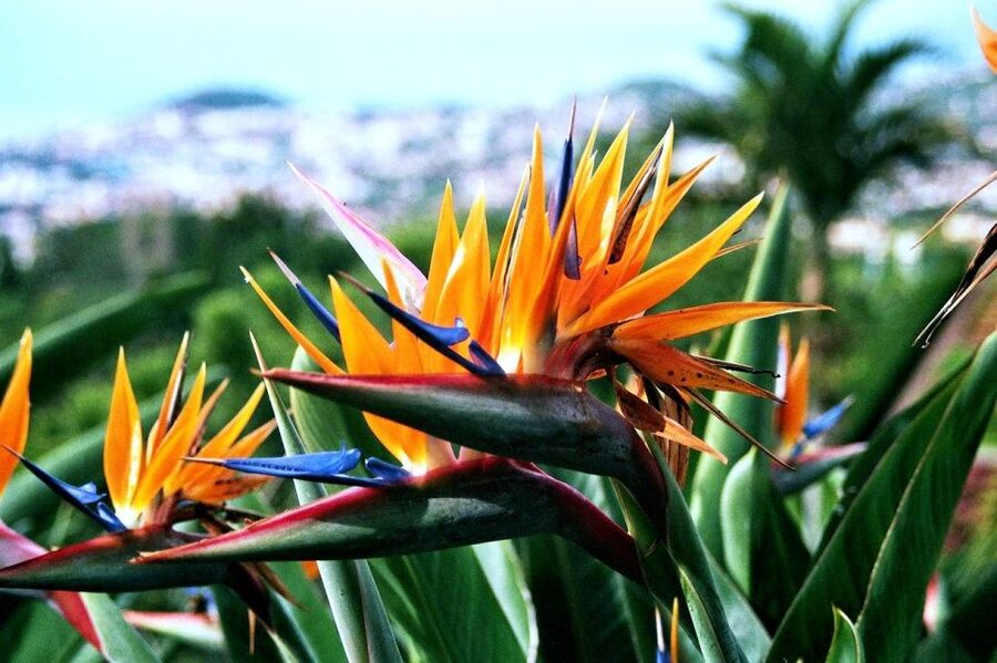 Funchal: Madeira Botanical Garden Private Tuk-Tuk Tour - The Tuk-Tuk Experience: Comfort, Safety, and Practical Limits