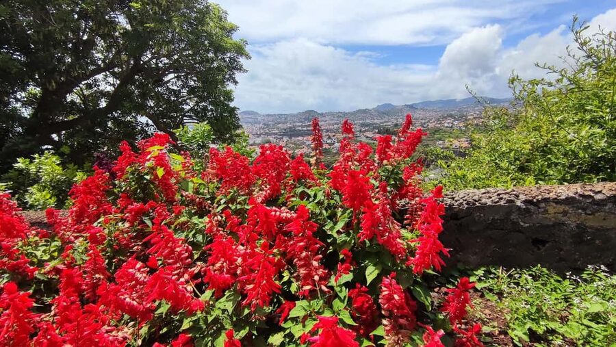 Funchal: Madeira Botanical Garden Private Tuk-Tuk Tour - Timing: Making the Most of a 1-Hour Garden Loop