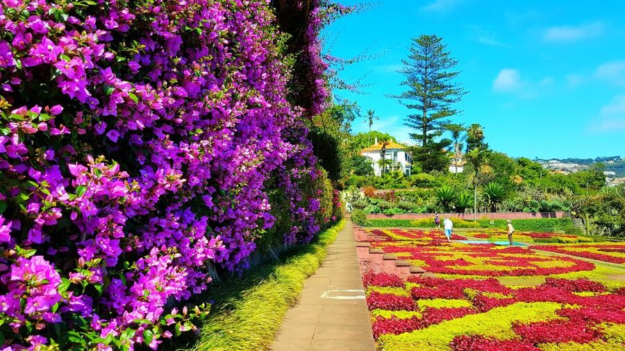 Funchal: Madeira Botanical Garden Private Tuk-Tuk Tour - Hotel Pickup to the Hills: the Scenic Part Starts Immediately