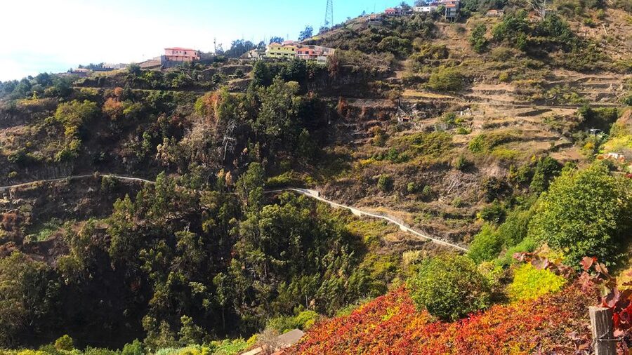 Funchal: Northern Levada Walking Tour - Key things that make this tour worth your time