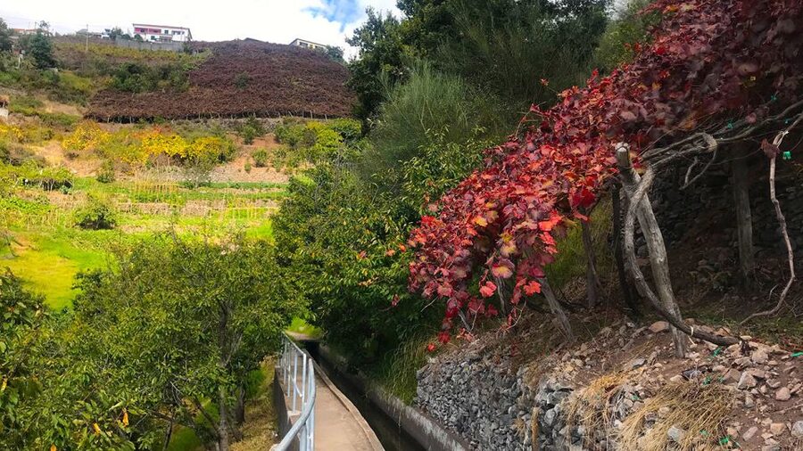 Funchal: Northern Levada Walking Tour - Who this tour suits best, and who might want another option