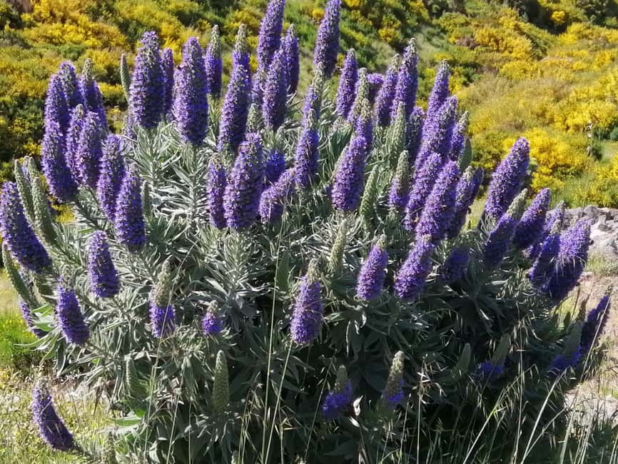Funchal: Nuns Valley Easy Walk with Mountain Surroundings - Eira do Serrado at 1094 meters, then the easy viewpoint walk