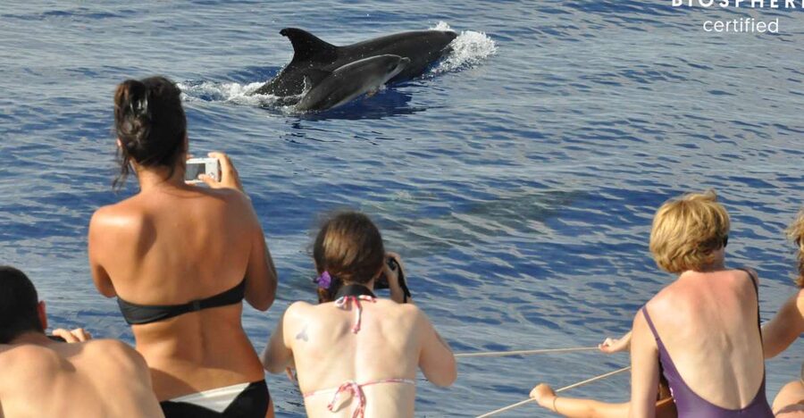 Funchal: Pico Arieiro, Cristo Rei and Dolphins Watching - Key things to look forward to